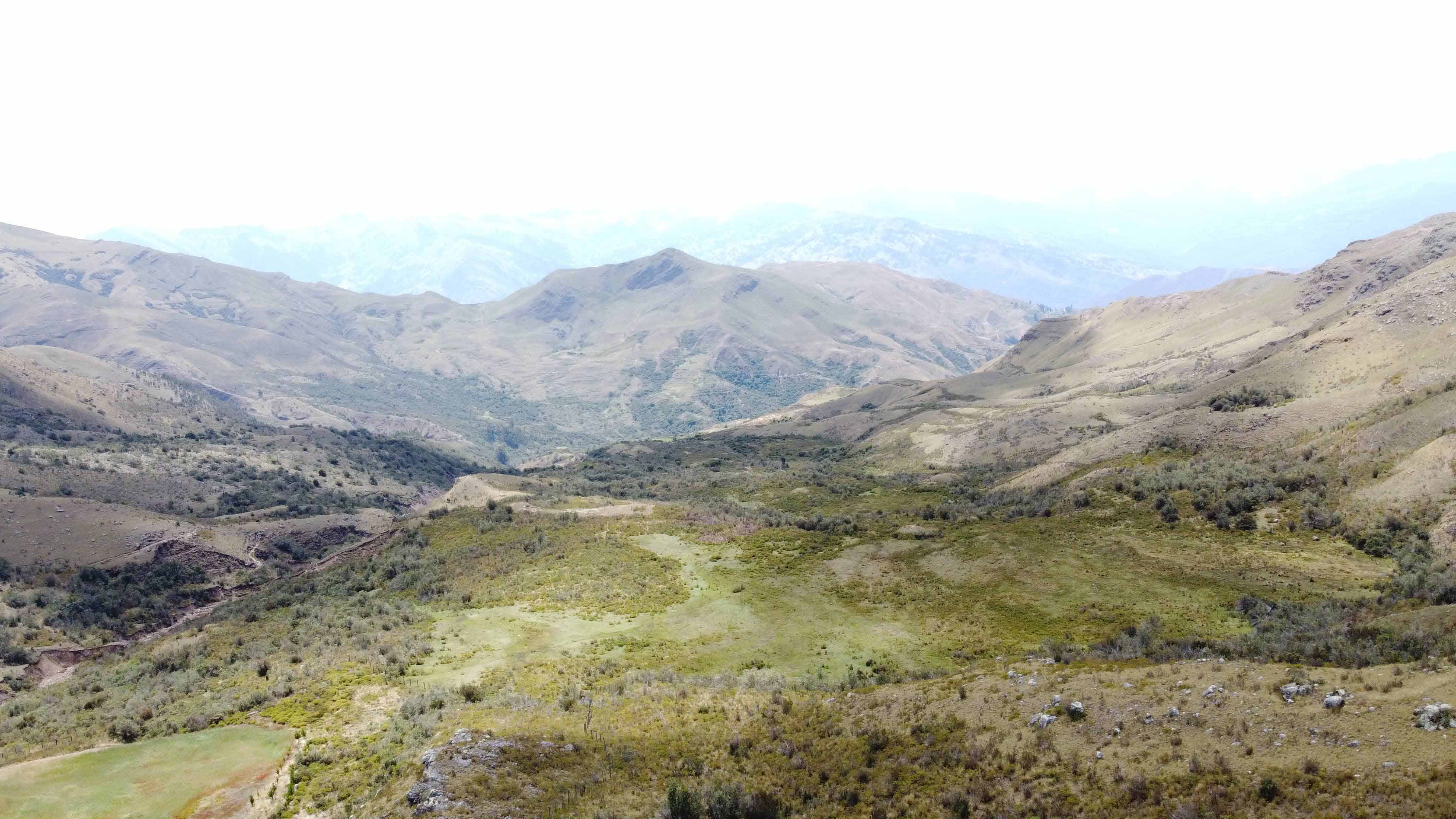 le foreste non sono scontate di mano in mano